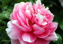 观赏牡丹和凤丹的区别？