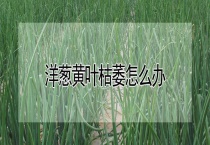 洋葱黄叶枯萎怎么办？