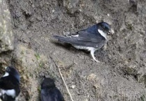 鸟窝第二年鸟会用吗？