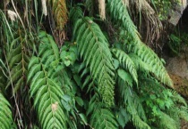 胎生狗脊是什么植物