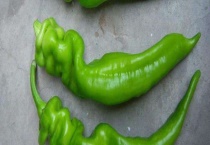 五六月适合种植什么？