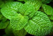 薄荷招虫还是驱虫