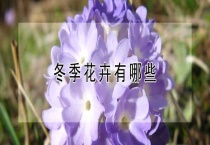 冬季花卉有哪些？
