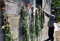 在端午插艾草菖蒲是为什么？