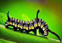 毛毛虫的爬行速度