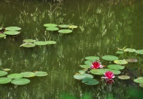 睡莲开花后又闭合是什么原因？