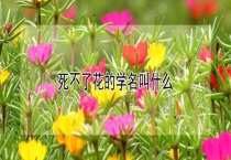 死不了花的学名叫什么？