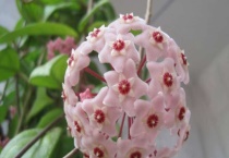 球兰花有毒吗？