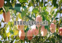 青苹果和红苹果有什么区别？？