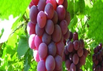 葡萄膨大期施肥诀窍