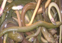 野生黄鳝和养殖黄鳝的区别？ 注意这6个方面