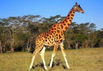 长颈鹿脖子的作用