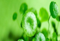 铜钱草与碗莲有什么不同 从株型、叶子、花朵上区分