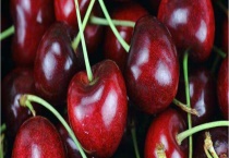 车厘子树苗哪里能买到？如何种植车厘子树苗