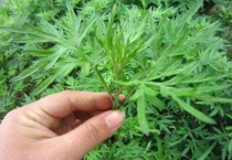 白蒿长大是不是艾蒿