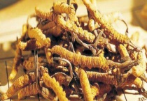 冬虫夏草是什么 如何形成的？