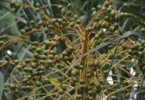 棕树果实怎么食用