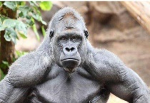 成年大猩猩体重范围多少？