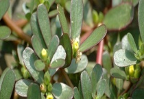 马齿苋是否可以生吃 不能和什么东西一起吃