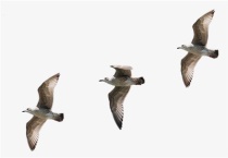 鸿毛是哪种动物的毛