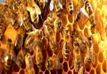 蜜蜂的生物学特征有哪些 详细介绍