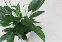 一帆风顺不开花是什么原因？