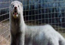 水貂可以家养吗？养殖前景如何？水貂吃什么？