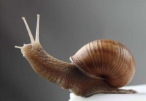 蜗牛能听到声音吗？