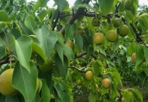 南果梨产地在哪里