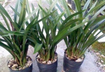 墨兰花期多长一年开几次花