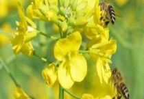 双王群什么时候分开 注意事项有哪些？