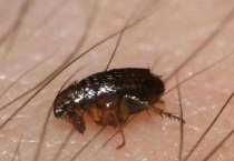 家里有跳蚤怎么办用什么药