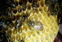 蜜蜂蛋群是什么意思 附蛋群有哪几种