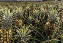 菠萝结完果后第二年还结吗？