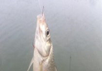 钓鳊鱼用什么饵料？附其钓点选择