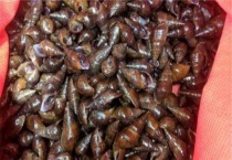 坑螺的养殖多久？