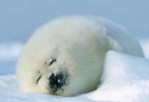 海豹为什么会亲近人