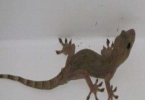 壁虎和蜥蜴的区别？ 详细介绍