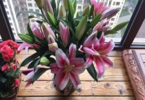 百合花开花后球要挖出来吗？