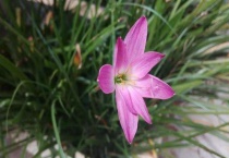 韭兰过冬要挖出来吗？