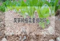 莴笋种植需要摘叶吗？