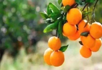 桔子树可以扦插吗？