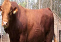 肉牛的养殖前景 附肉牛的养殖成本和养殖年总收入