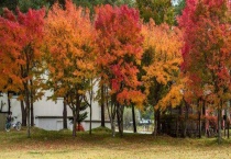 鸡爪槭是常绿还是落叶植物 附鸡爪槭的价值