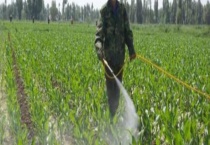 莠去津除草剂适用于哪些作物 具体怎么使用