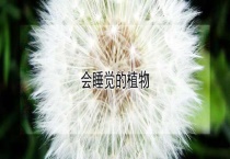会睡觉的植物