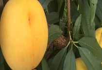 怎样分辨石黄果和黄桃 石黄果有什么独特性