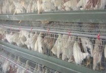 笼养蛋鸡疲劳症预防和治疗措施 以及了解其症状与原因？