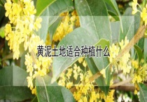 黄泥土地适合种植什么？