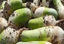 萝卜空心的原因 具体怎样解决